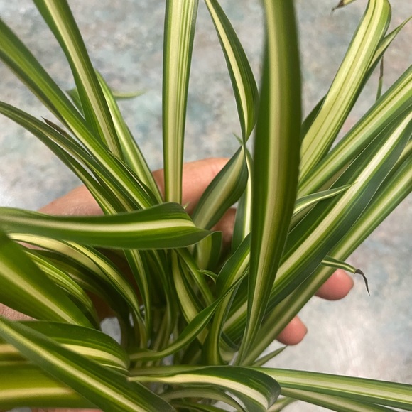 Spider Plant Starter - Picture 8 of 11